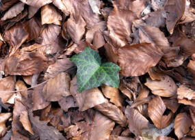 Bild Efeublatt